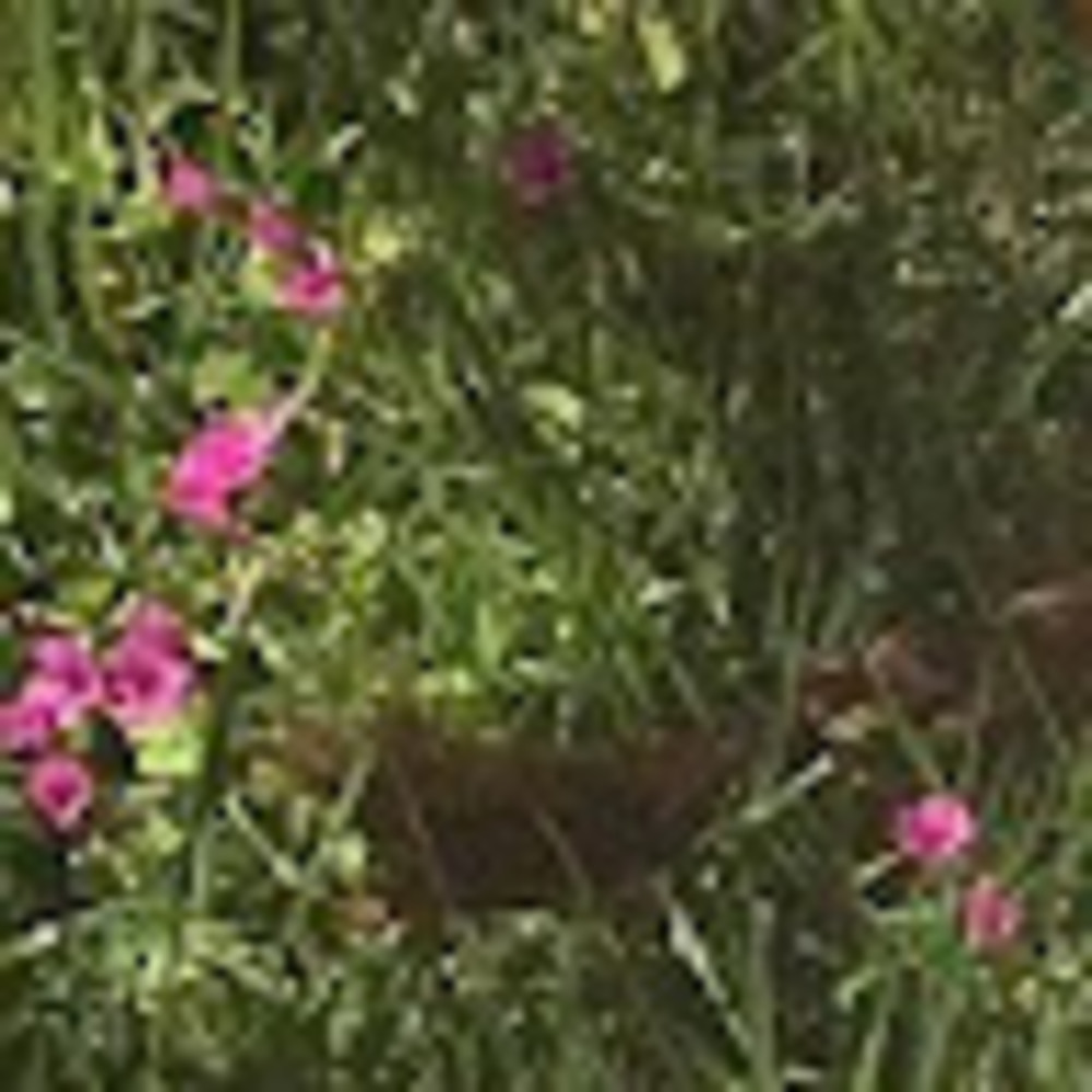 Meet your Posher, Summer